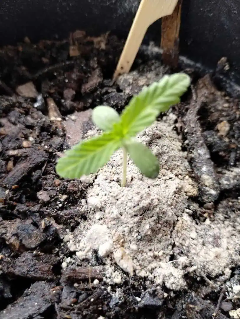 OG Kush. A5 — seedling_rooting, day 24