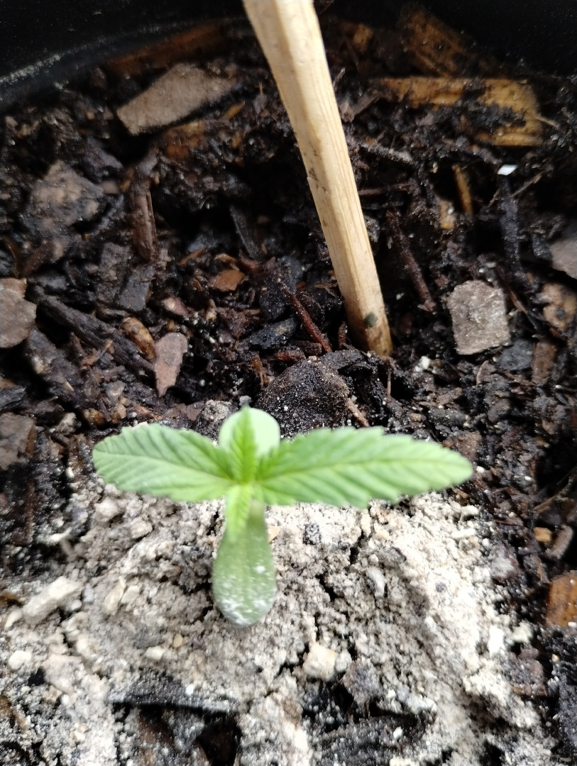 watermelon A-3 — seedling_rooting, day 24
