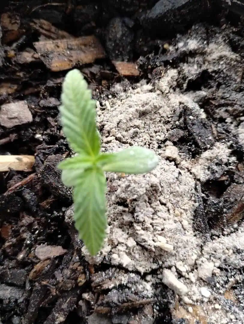 watermelon A-3 — seedling_rooting, day 24