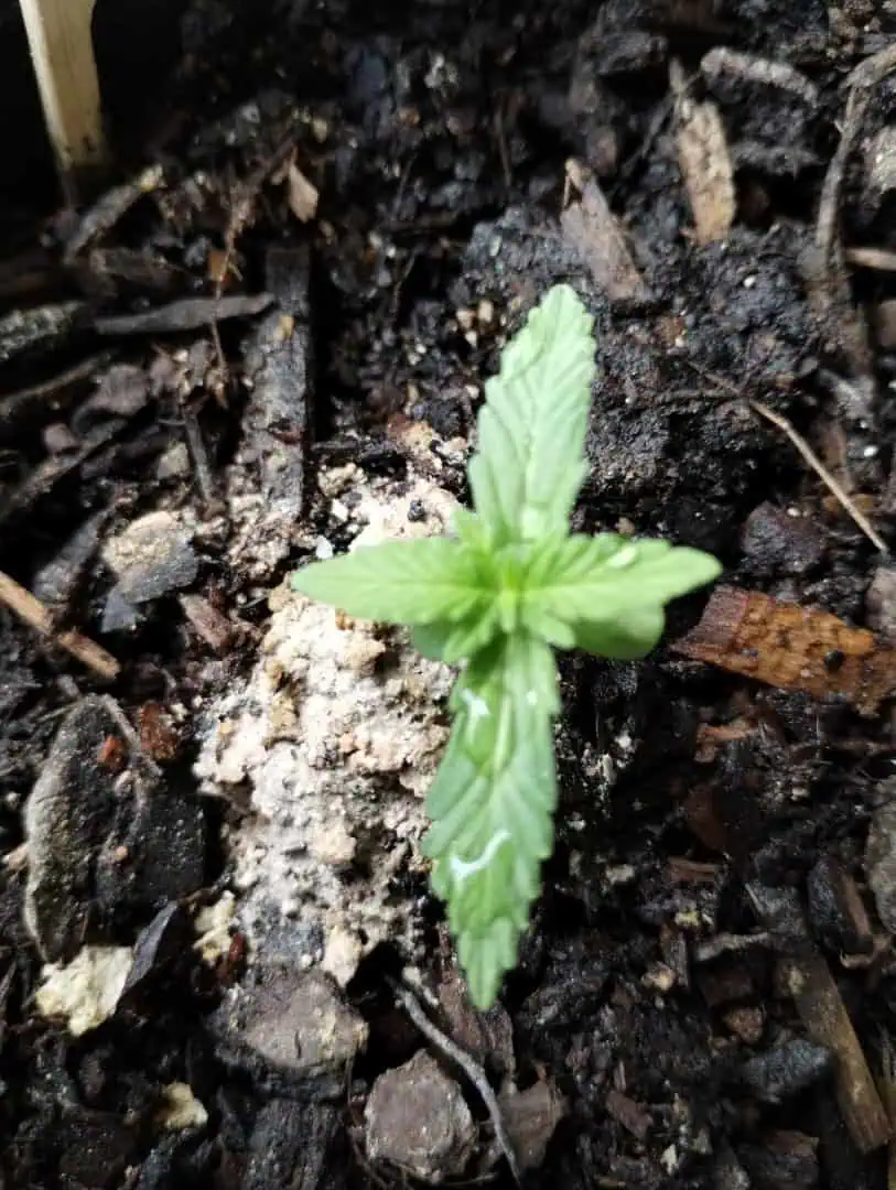 Epsilon F1 - #2 — seedling_rooting, day 27