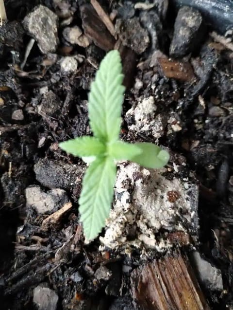 watermelon A-3