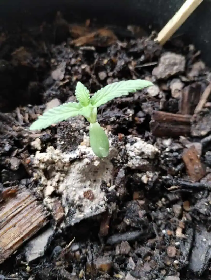 watermelon A-3 — seedling_rooting, day 27