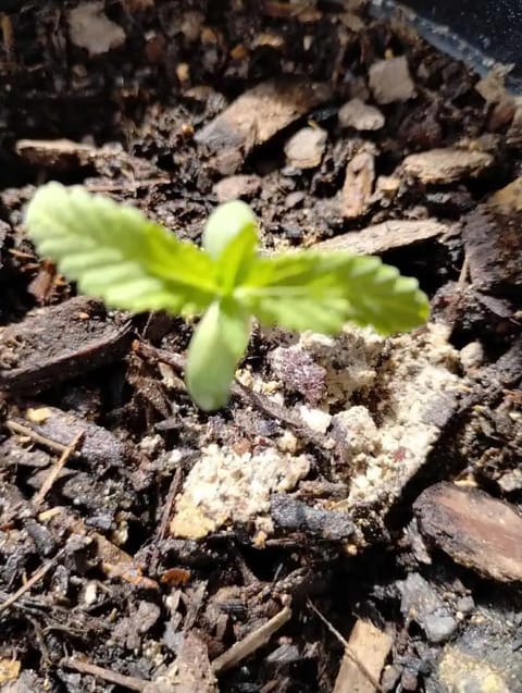 OG Kush. A5