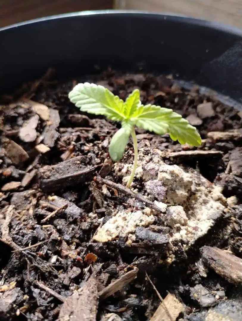 OG Kush. A5 — seedling_rooting, day 27