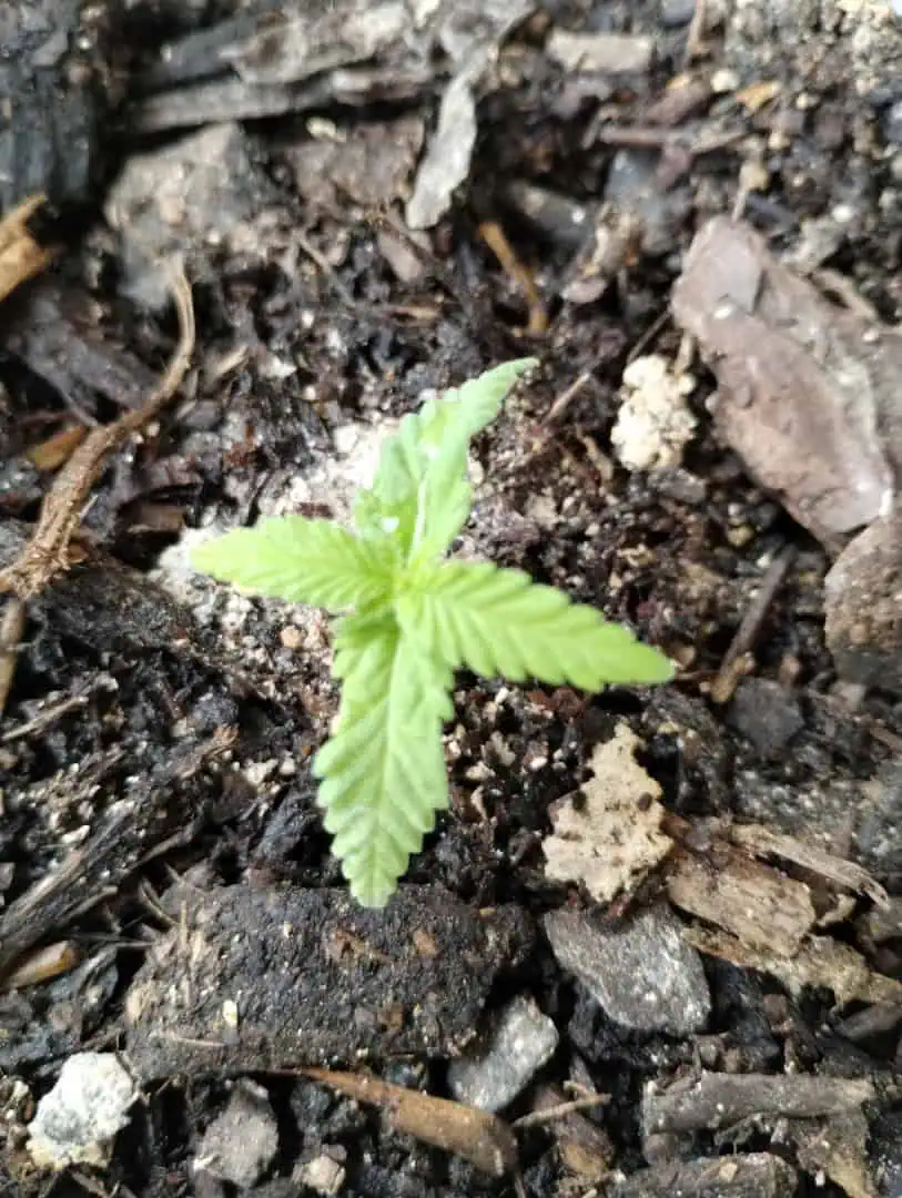 Special Queen 1-  1c