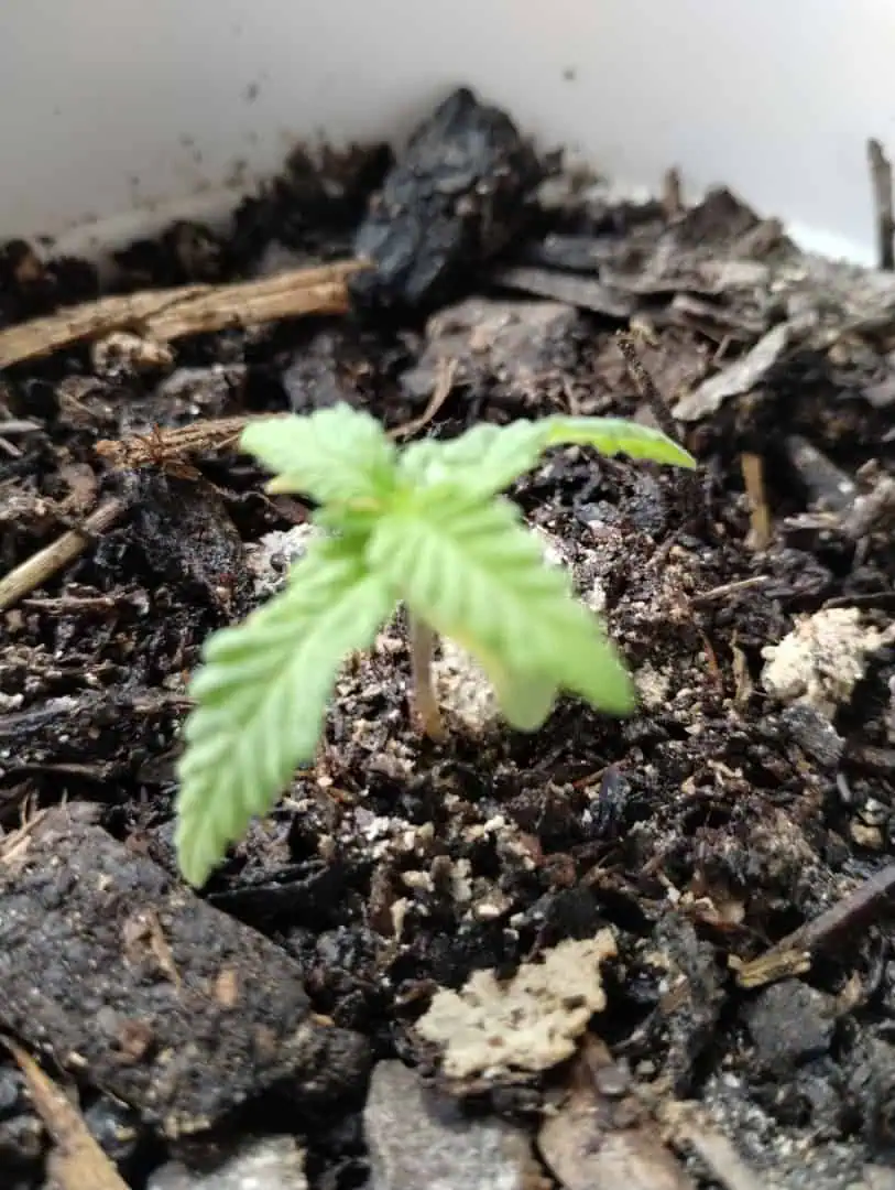 Special Queen 1-  1c — seedling_rooting, day 27