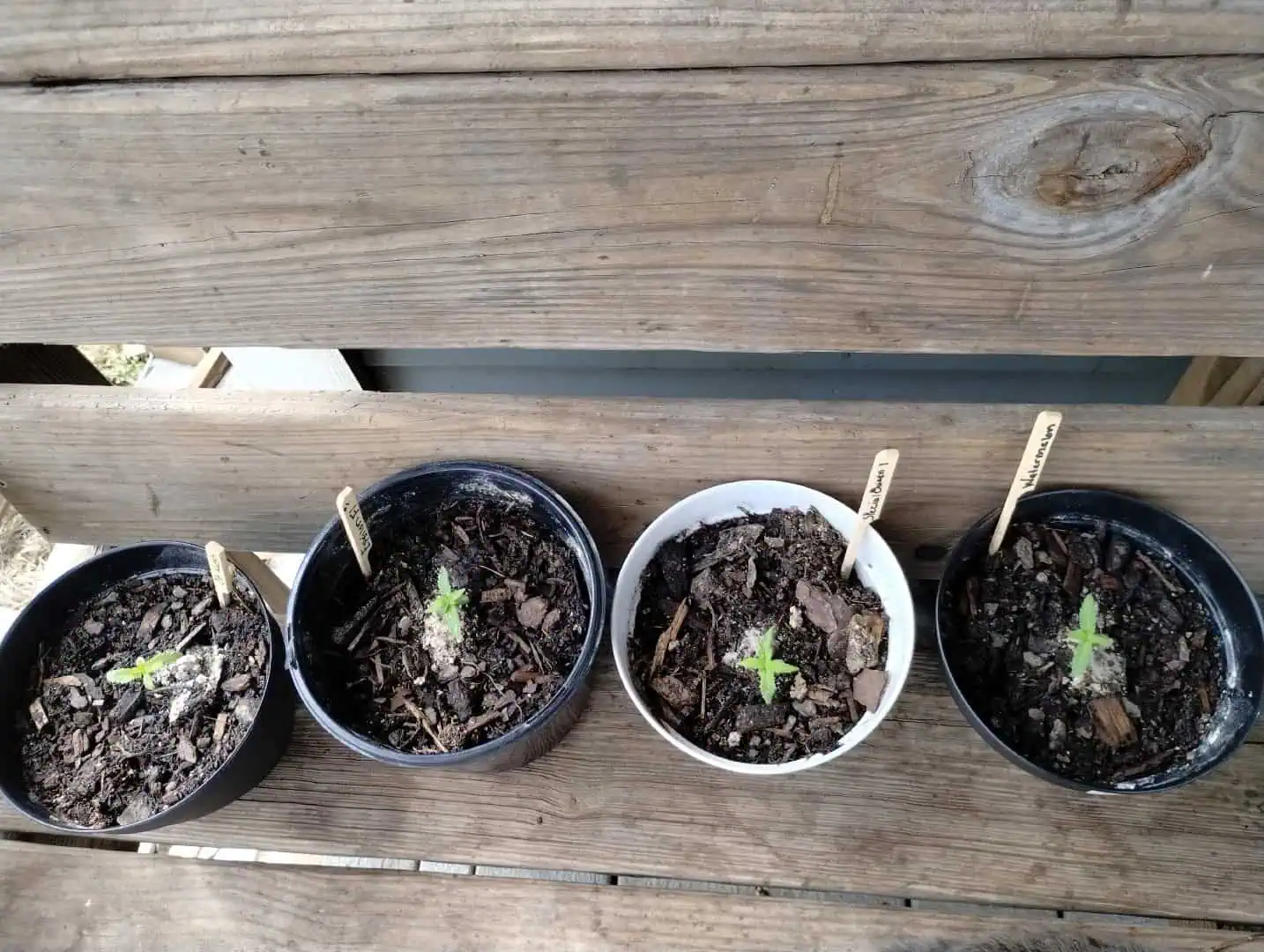 Special Queen 1-  1c — seedling_rooting, day 27