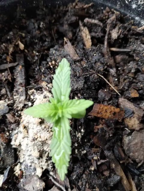 F1 HYBRID.   #1