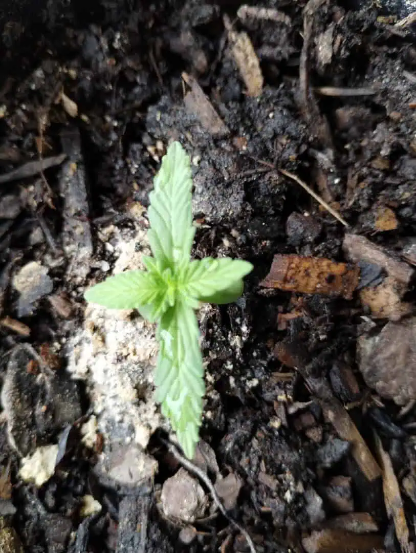F1 HYBRID.   #1 — seedling_rooting, day 27
