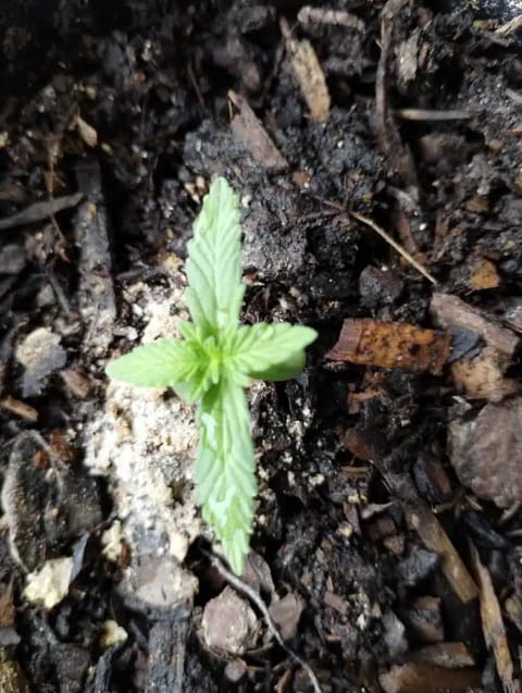 F1 HYBRID.   #1 — seedling_rooting, day 27