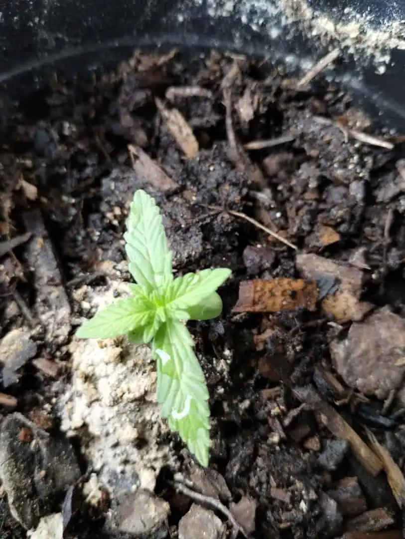 F1 HYBRID.   #1 — seedling_rooting, day 27