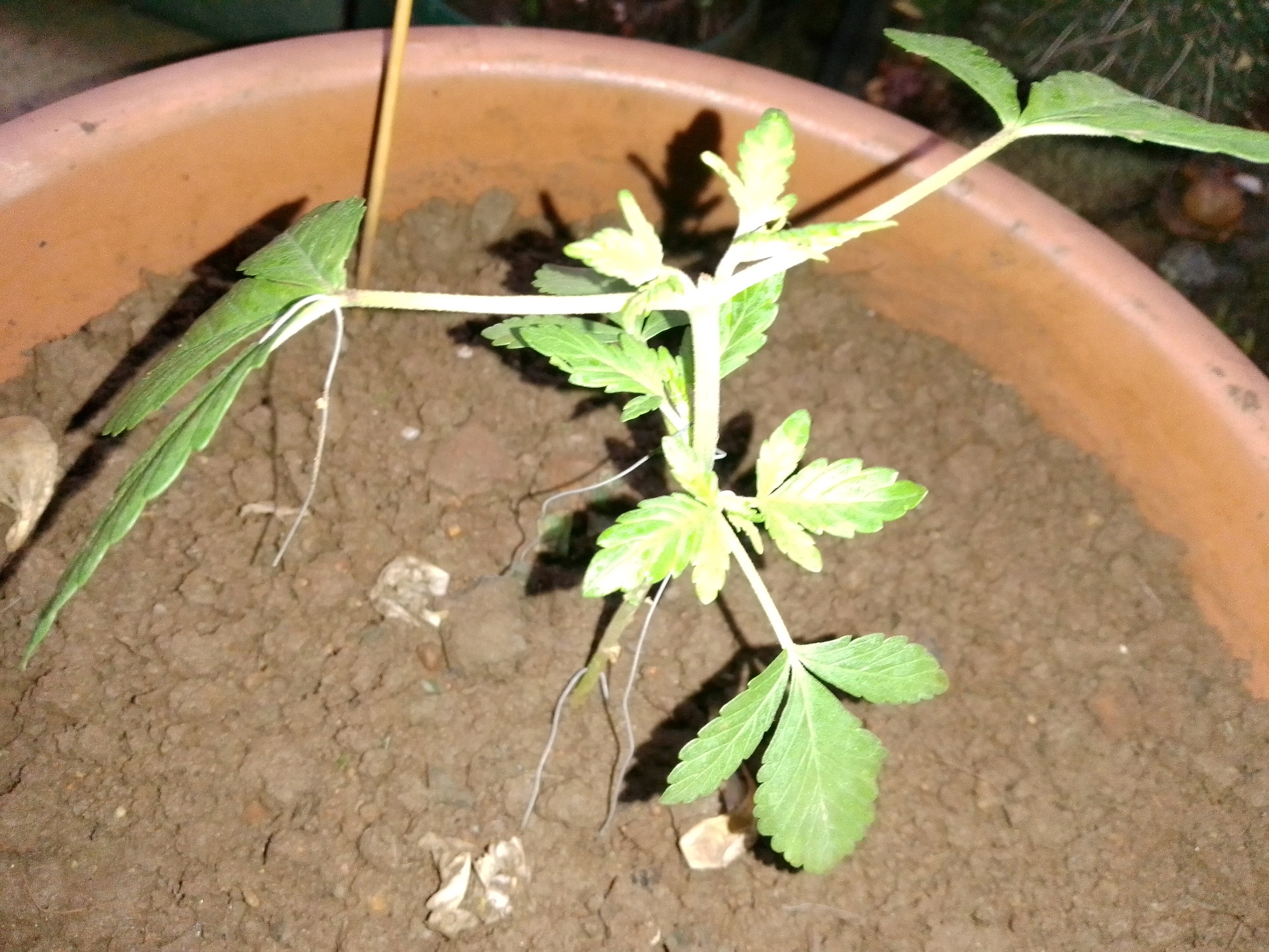 My 1st grow 2 big pots 9 small containers