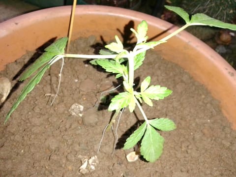 My 1st grow 2 big pots 9 small containers — vegetative, day 1