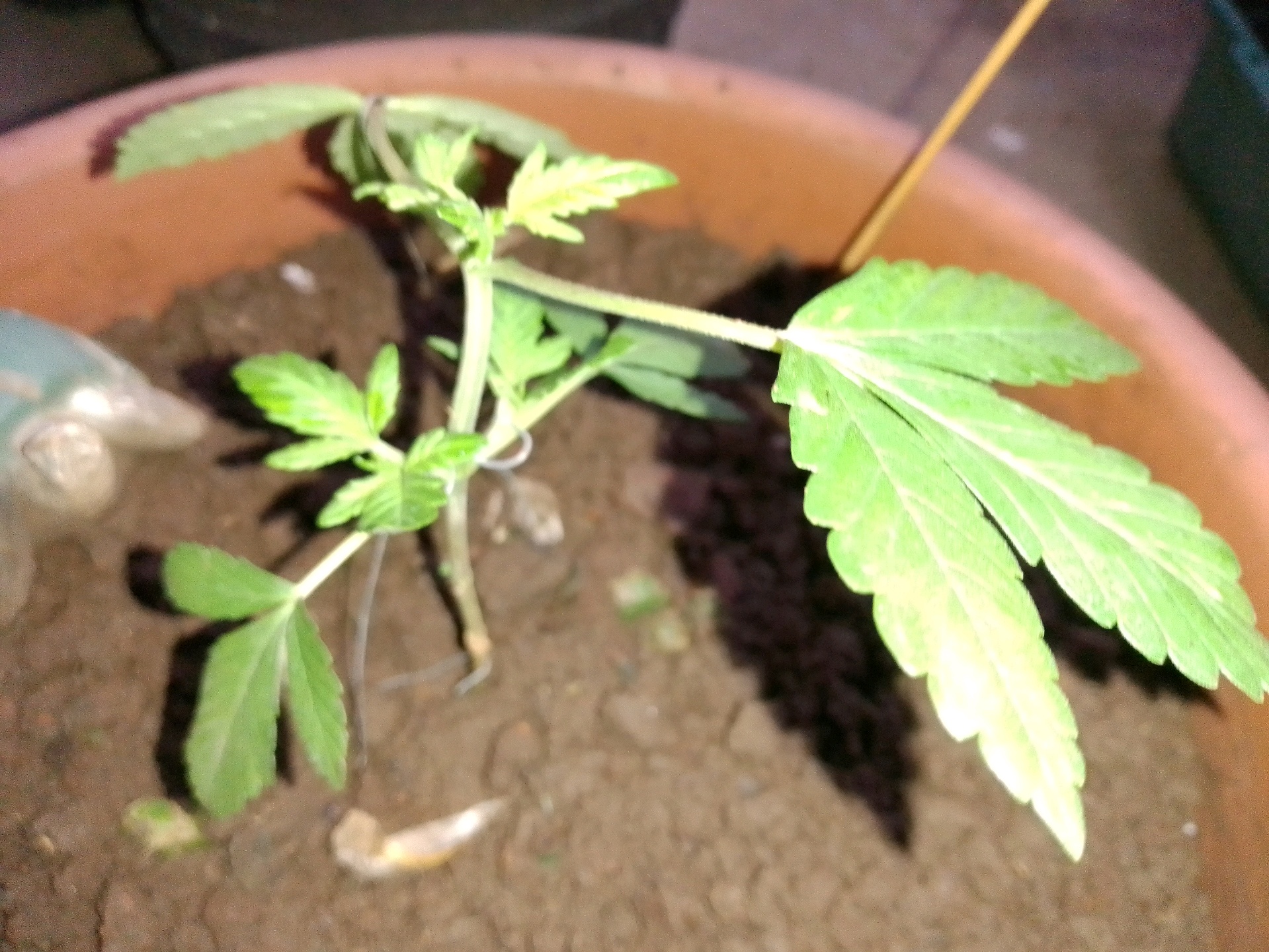 My 1st grow 2 big pots 9 small containers — vegetative, day 1