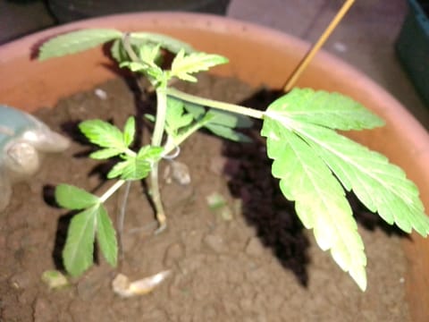 My 1st grow 2 big pots 9 small containers — vegetative, day 1