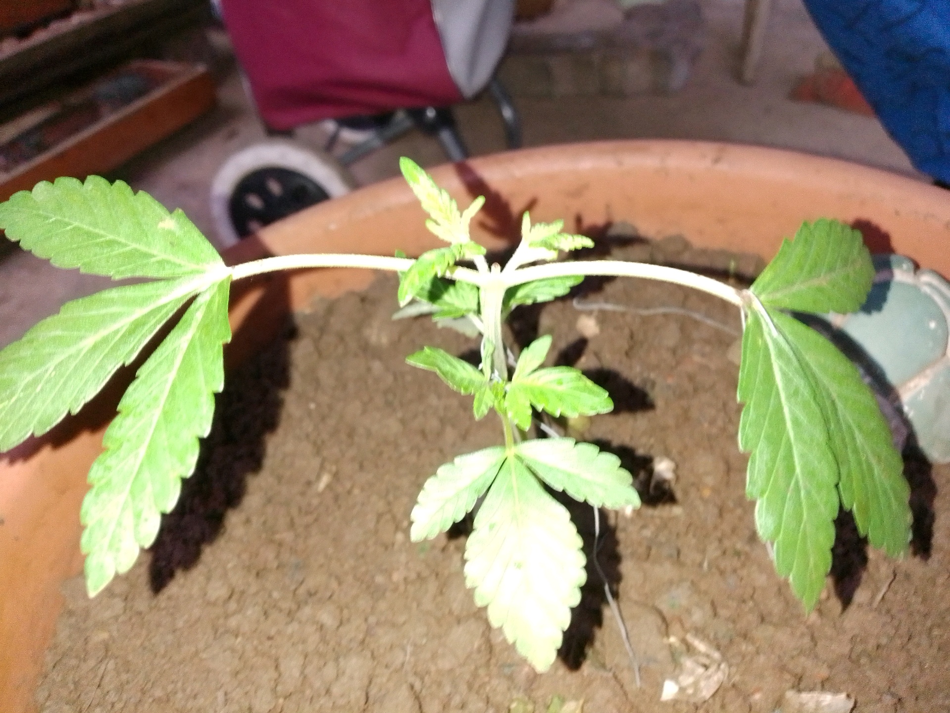 My 1st grow 2 big pots 9 small containers — vegetative, day 1