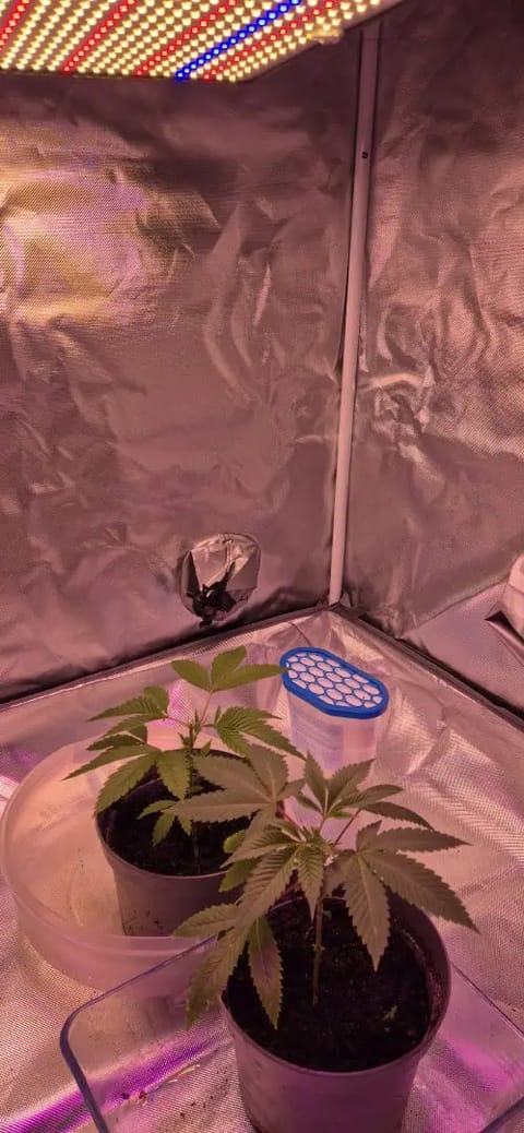 First grow — grow_setup, day 1