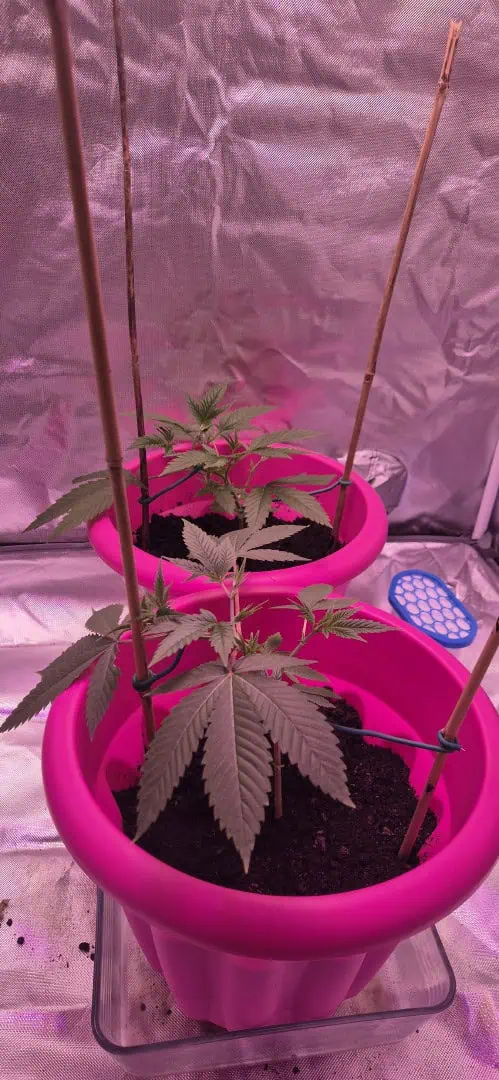 First grow — grow_setup, day 7