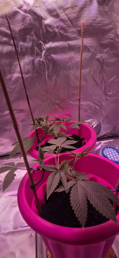 First grow — vegetative, day 8
