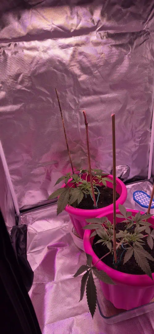 First grow — vegetative, day 10