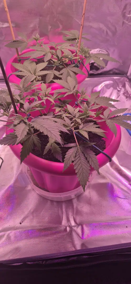 First grow — vegetative, day 15