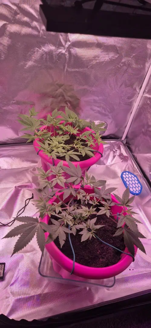 First grow — flower, day 19