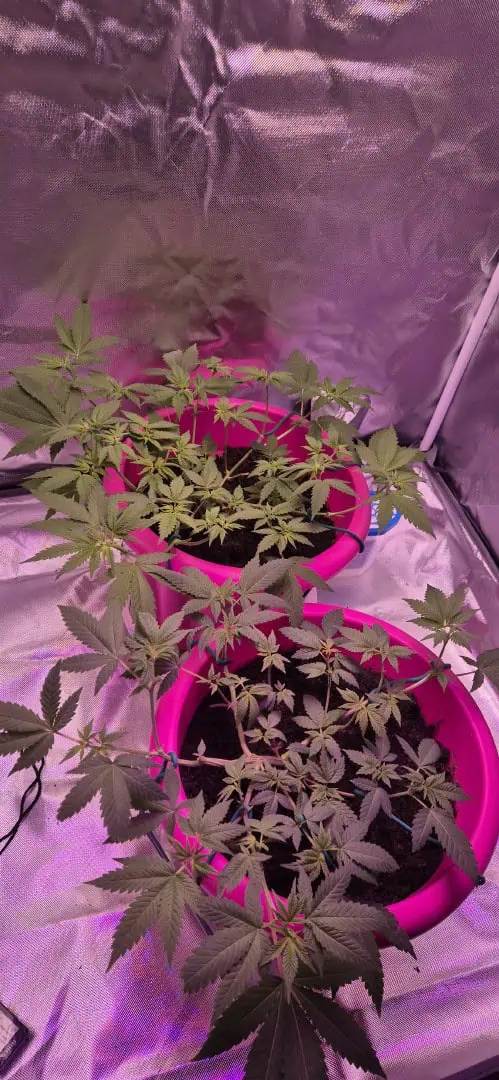 First grow — flower, day 24