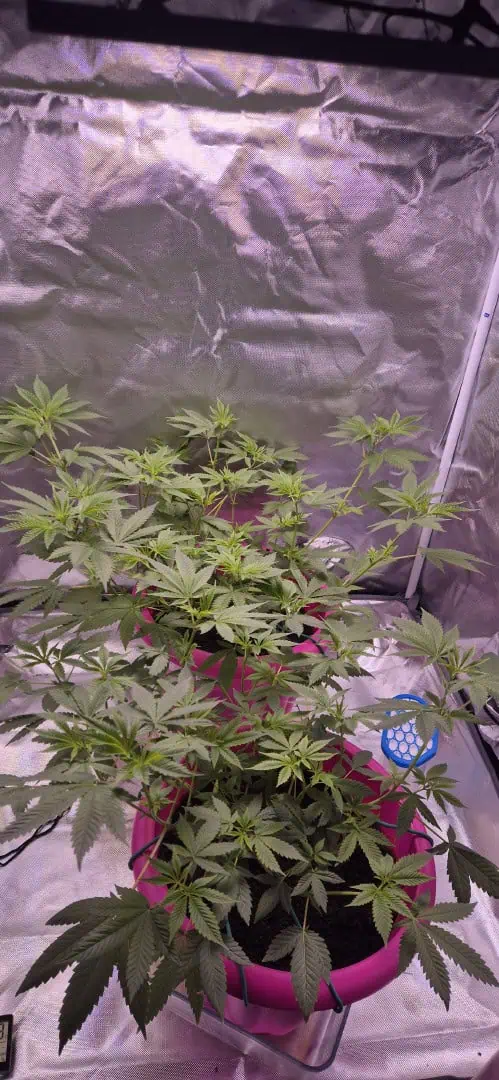 First grow — flower, day 33