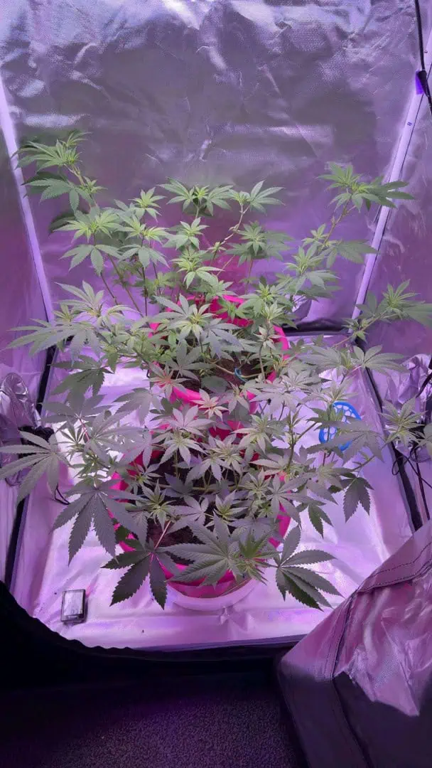 First grow — flower, day 40