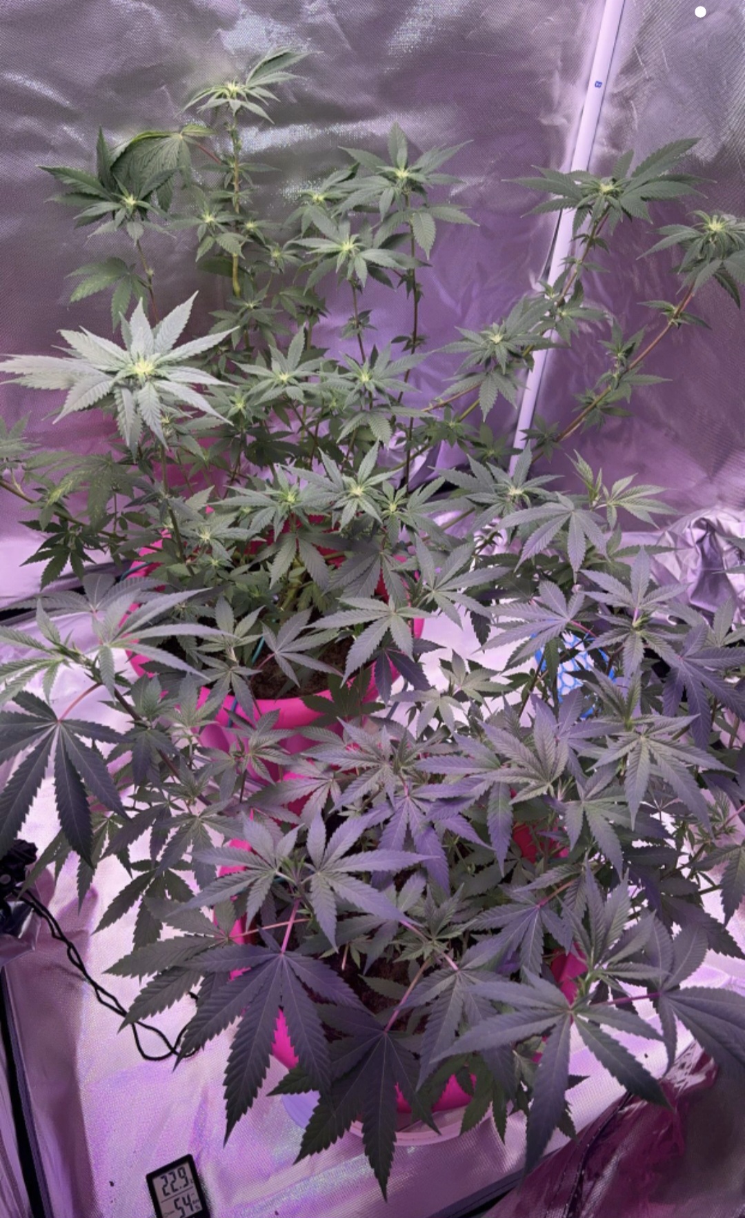 First grow — flower, day 53