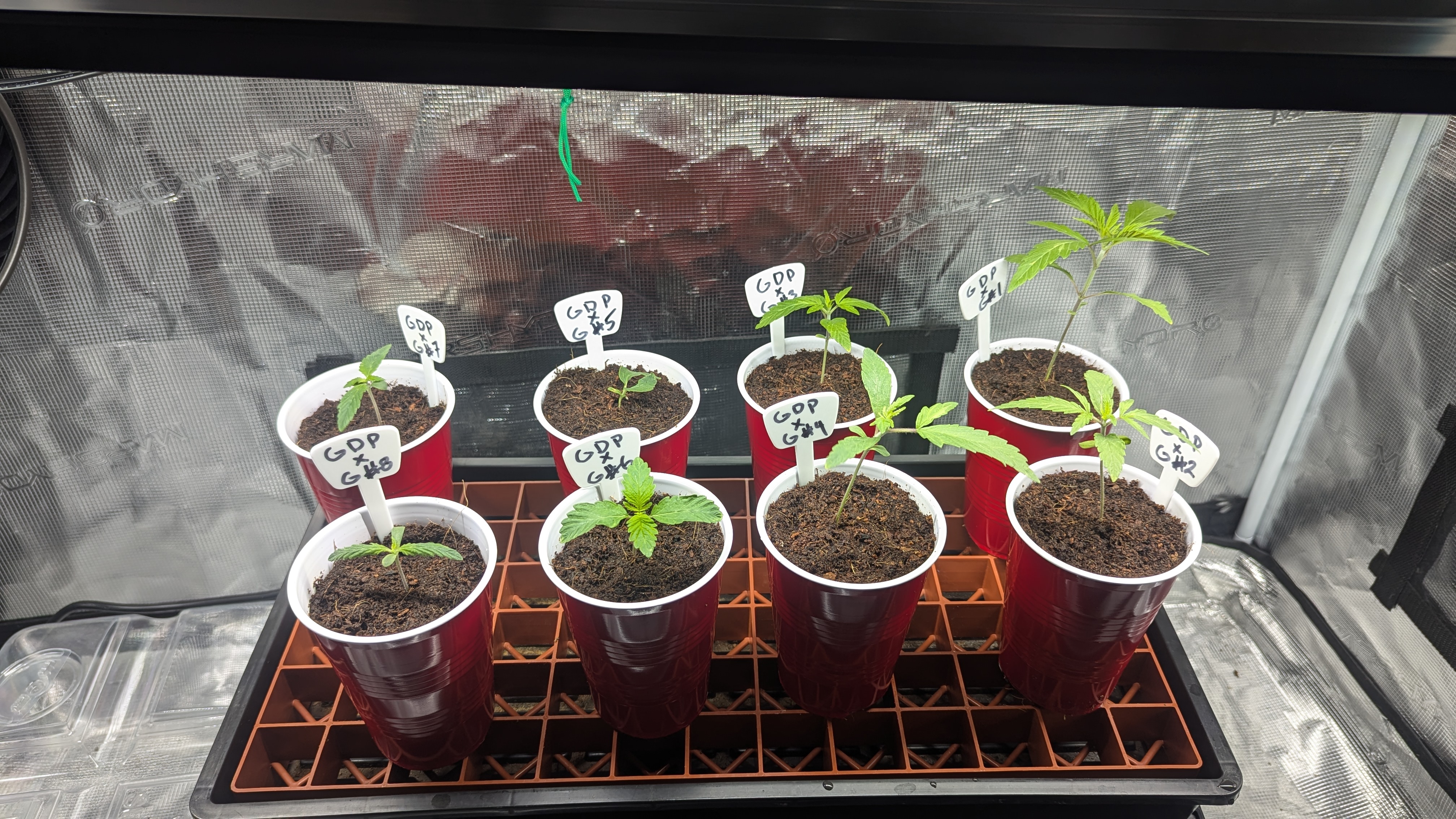 GDPxG phenohunt — vegetative, day 11