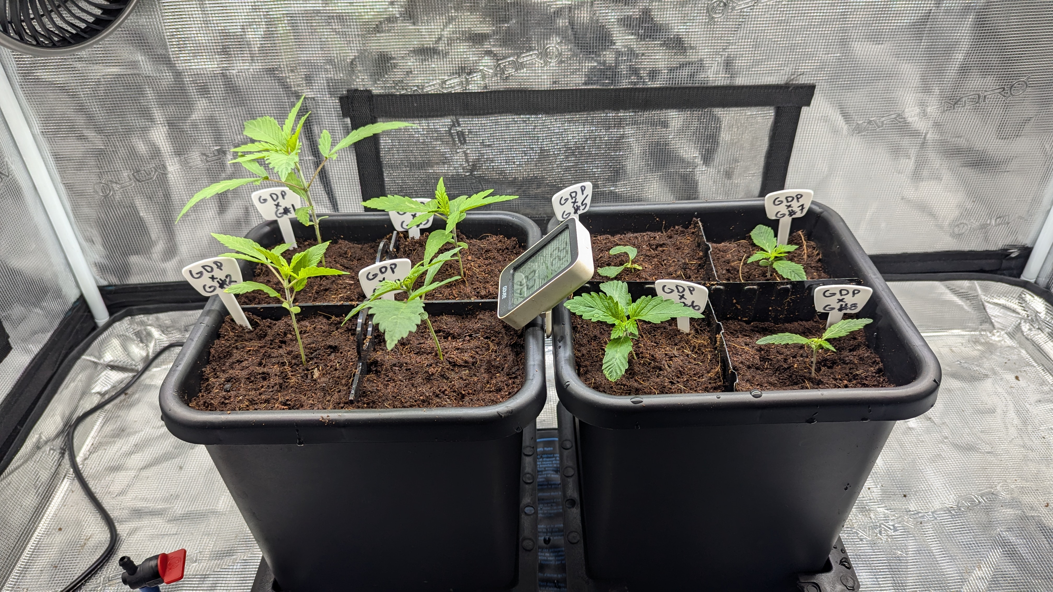 GDPxG phenohunt — vegetative, day 13