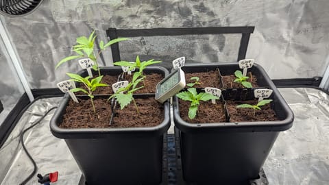 GDPxG phenohunt — vegetative, day 13