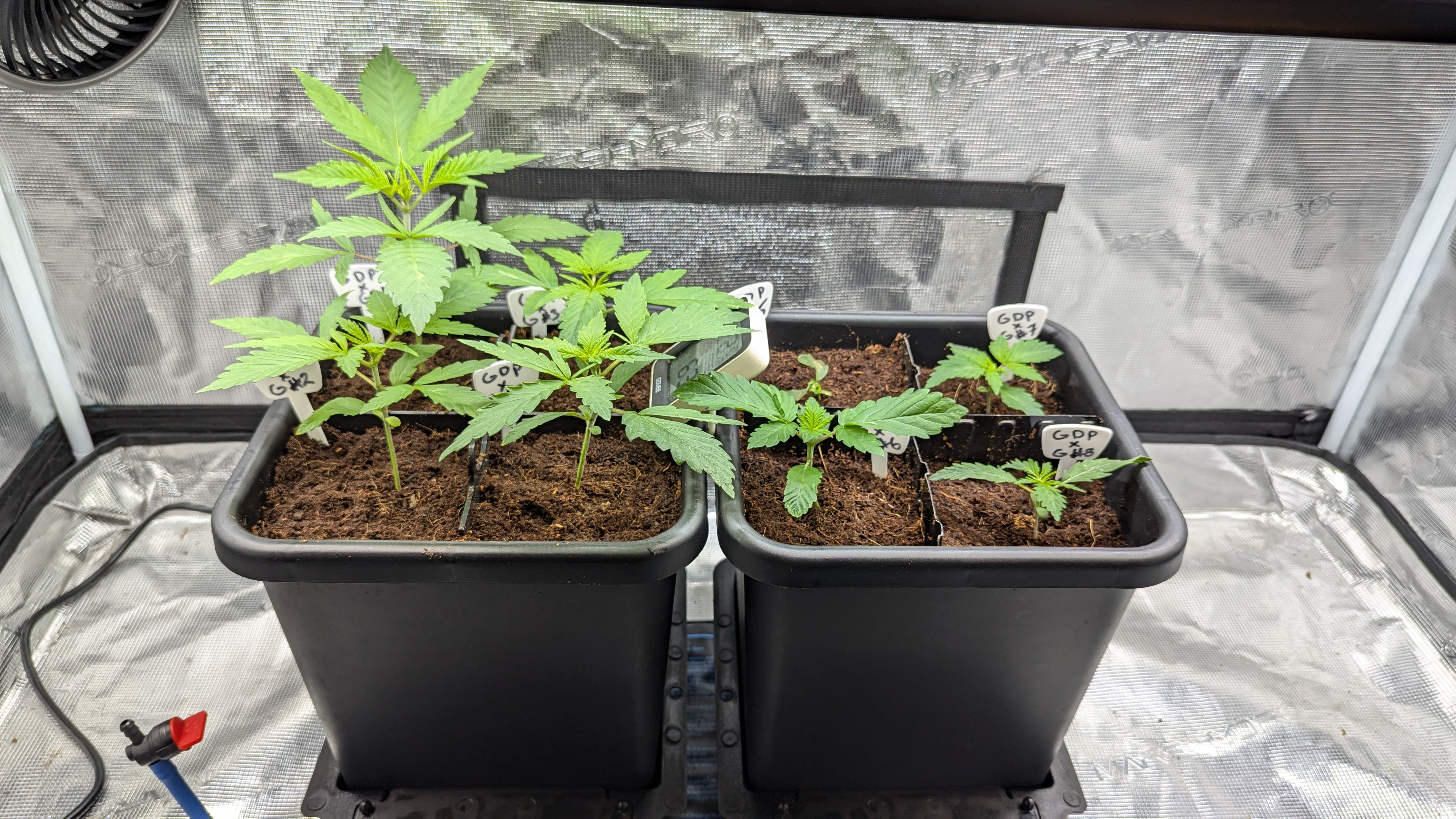 GDPxG phenohunt — vegetative, day 16