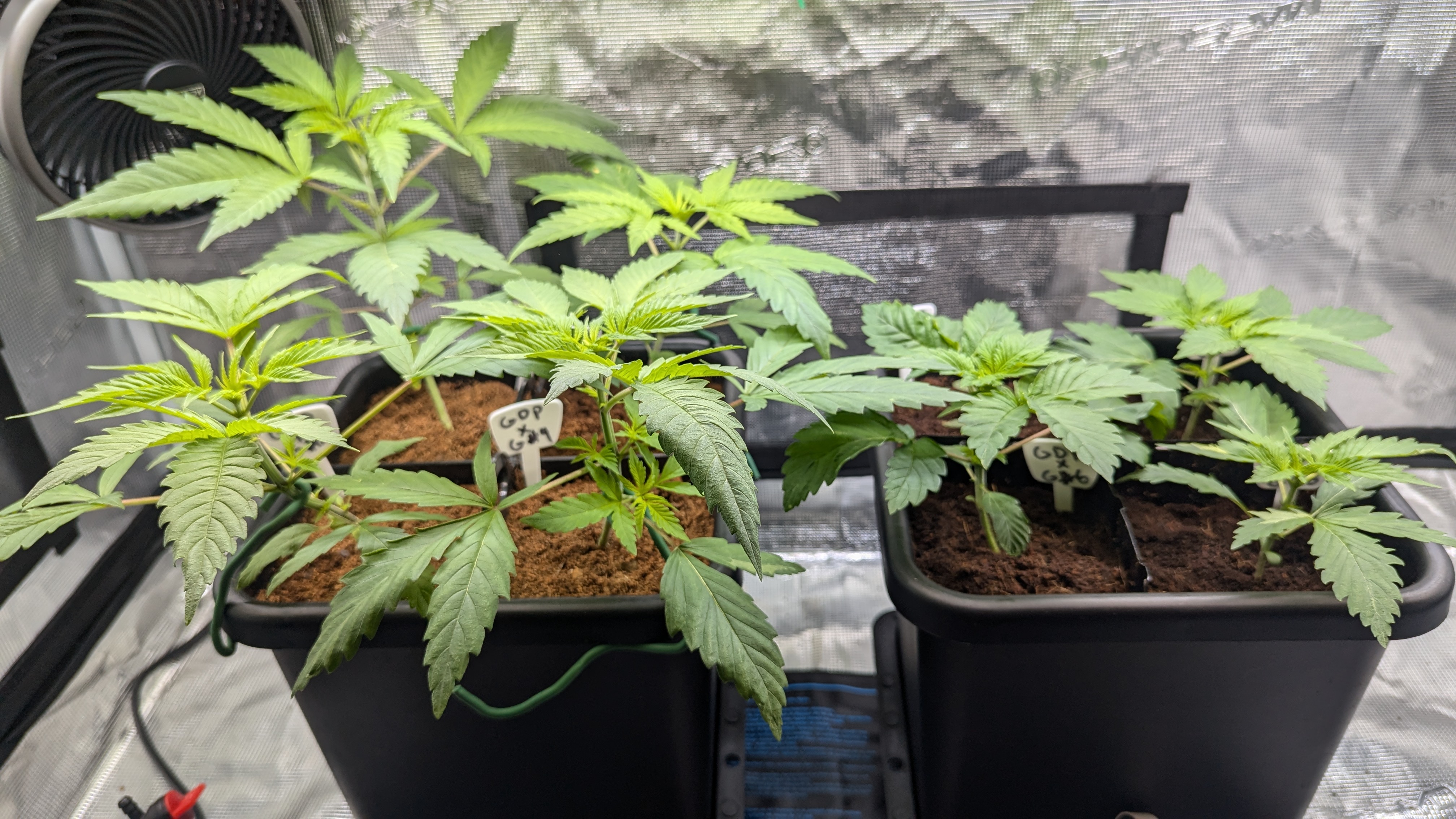 GDPxG phenohunt — vegetative, day 22