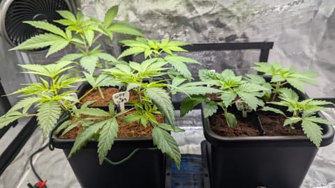 GDPxG phenohunt — vegetative, day 22