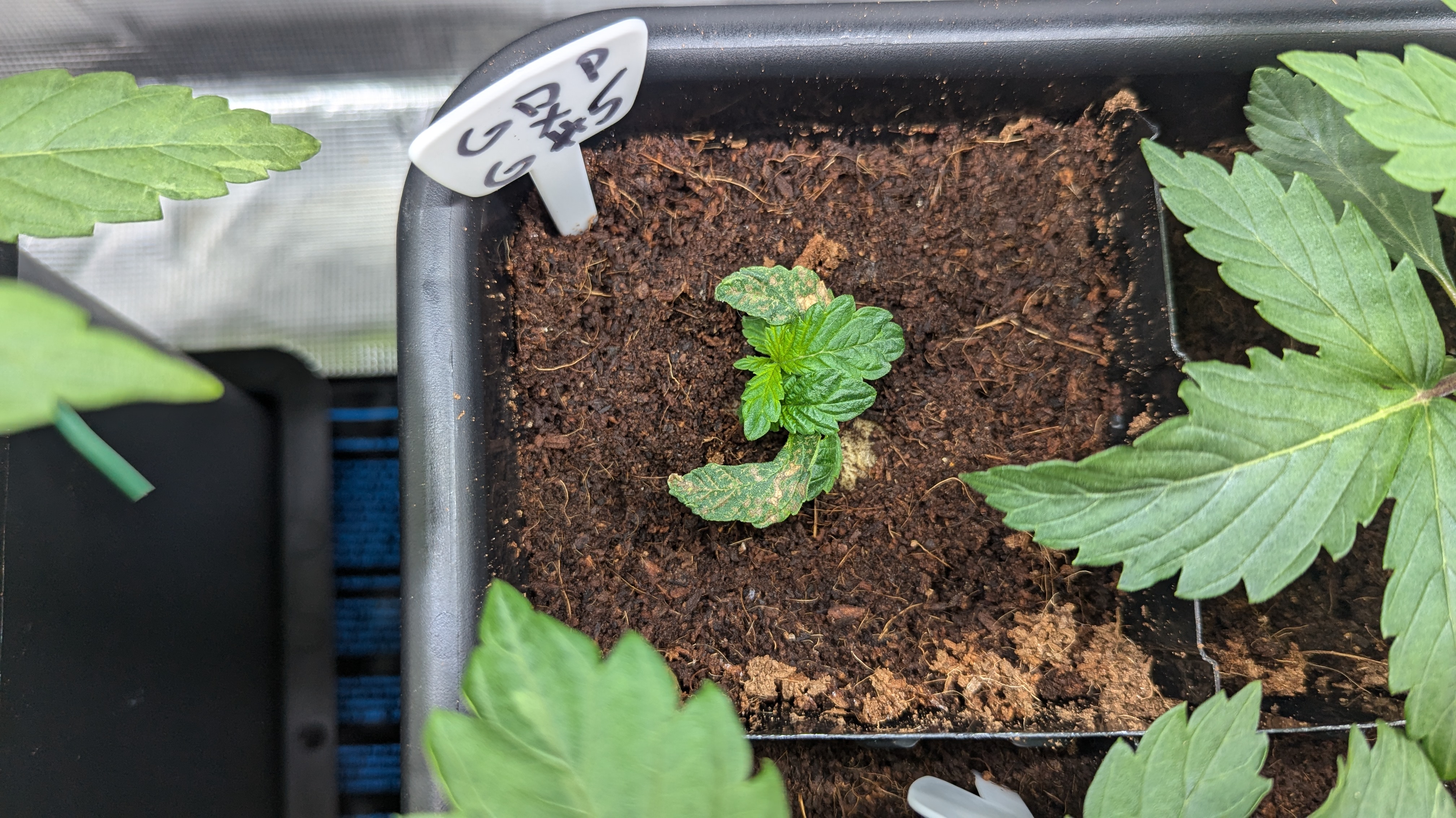 GDPxG phenohunt — vegetative, day 22