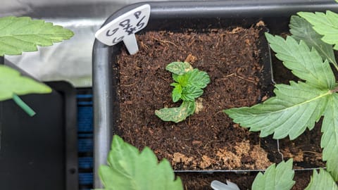GDPxG phenohunt — vegetative, day 22