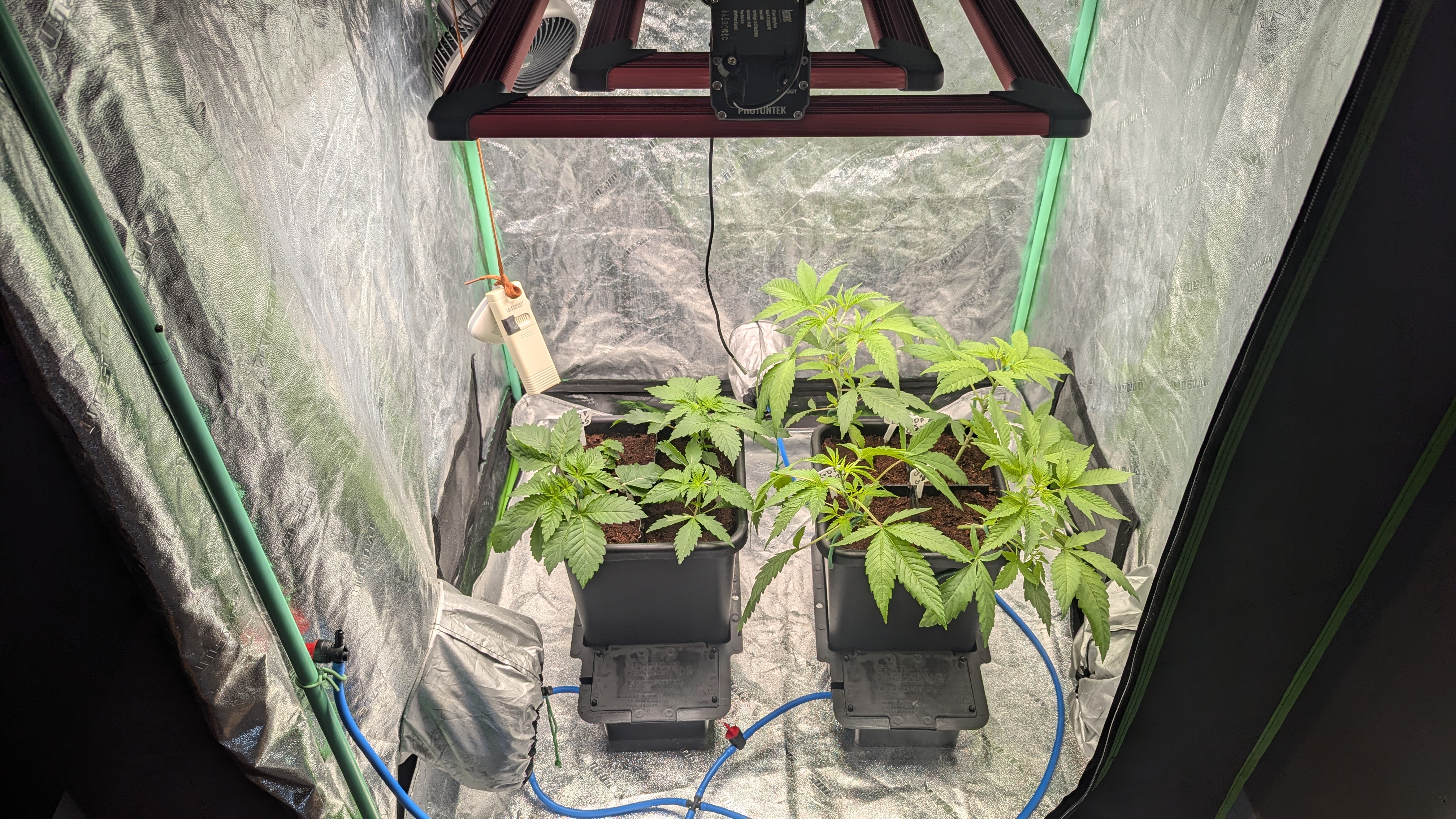 GDPxG phenohunt — vegetative, day 24