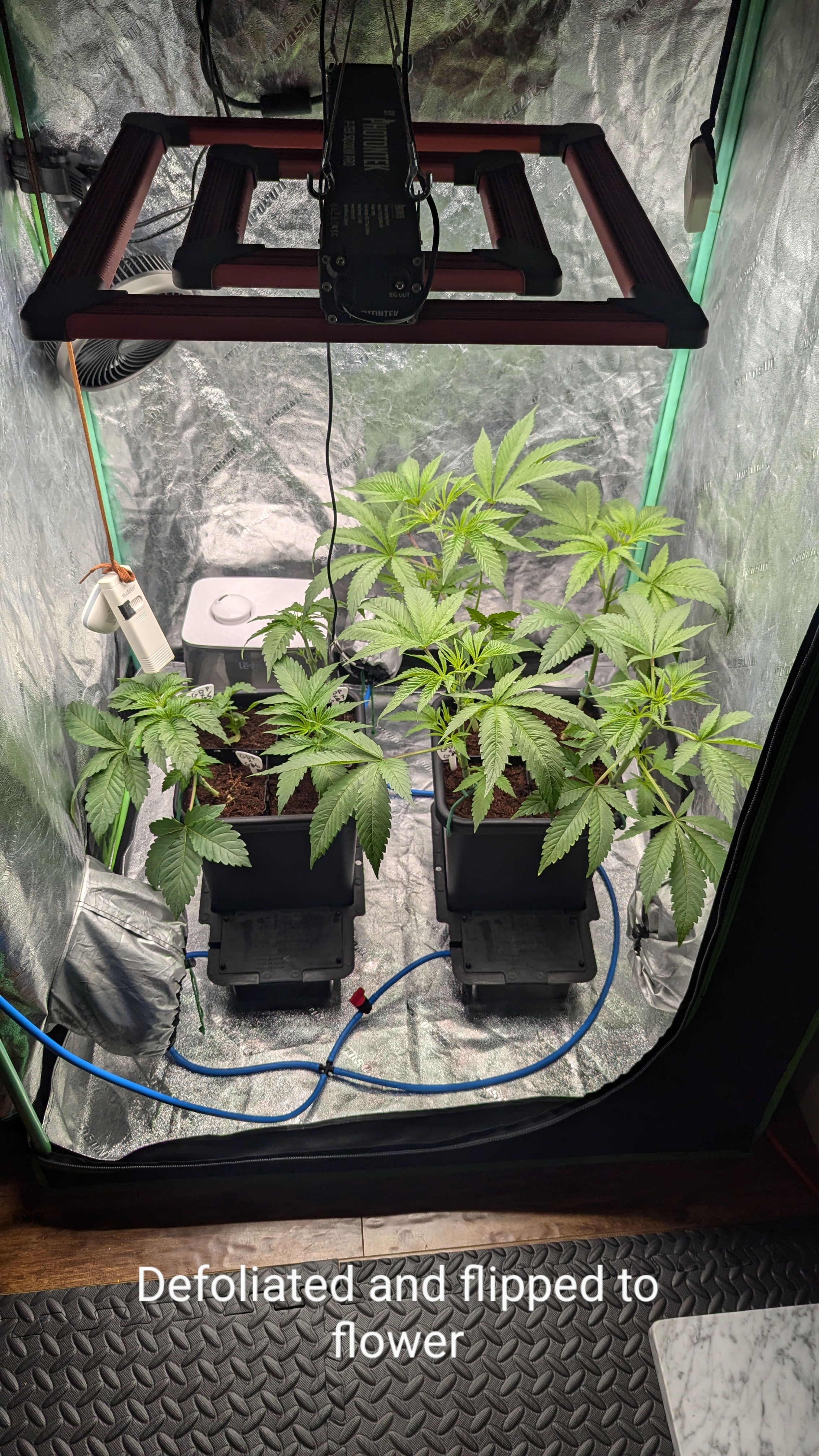 GDPxG phenohunt — flower, day 29