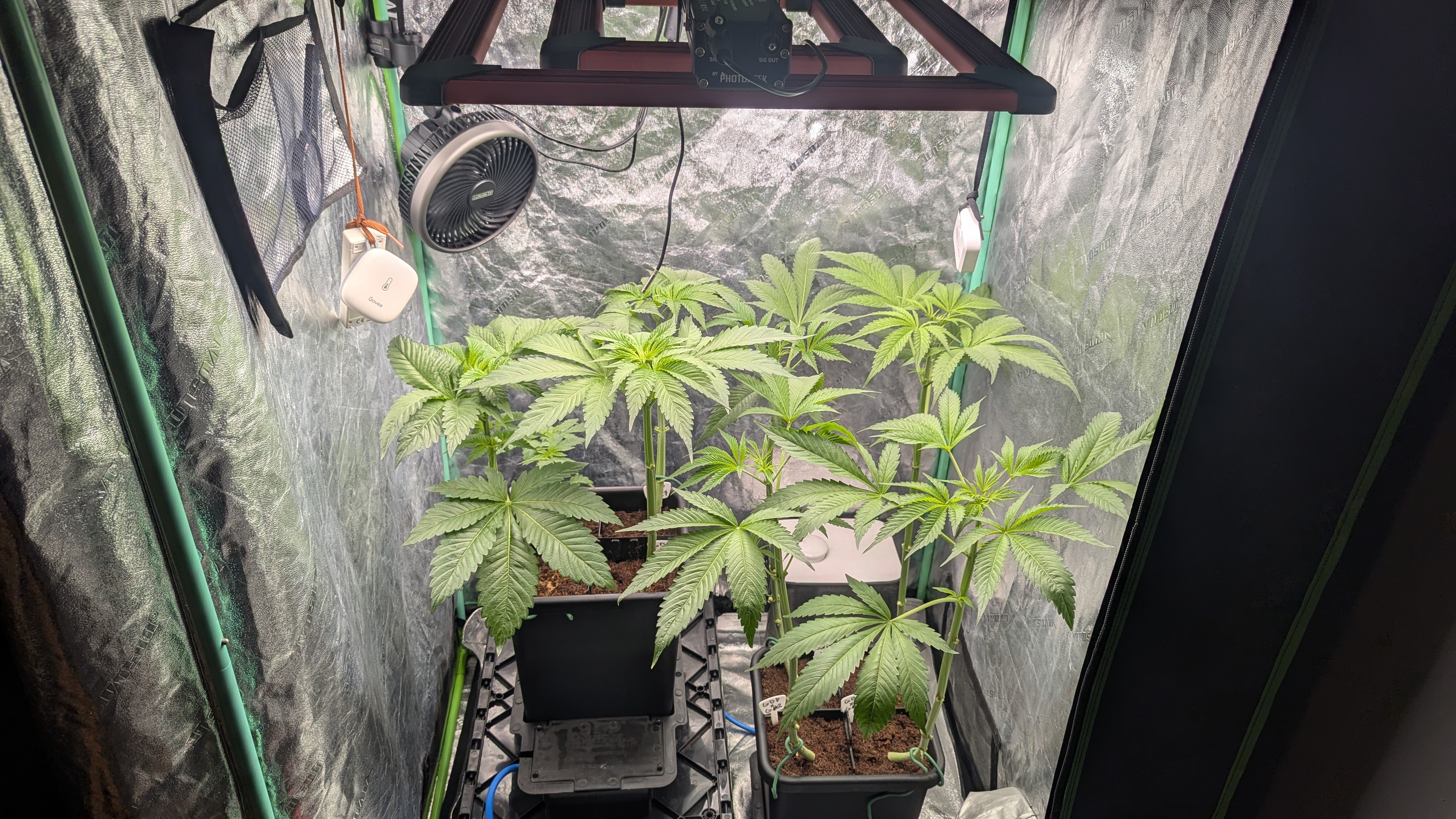GDPxG phenohunt — flower, day 37