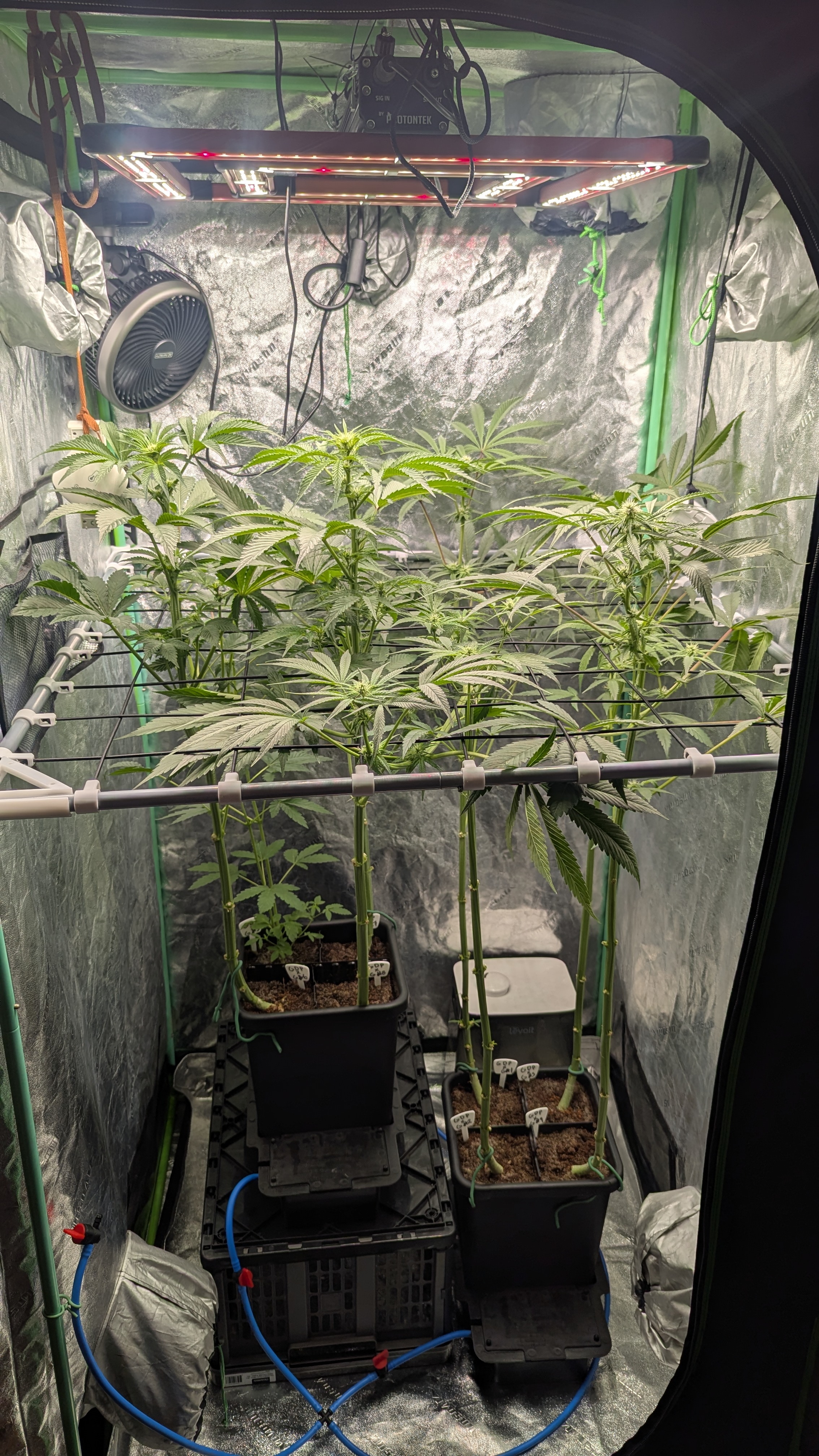 GDPxG phenohunt