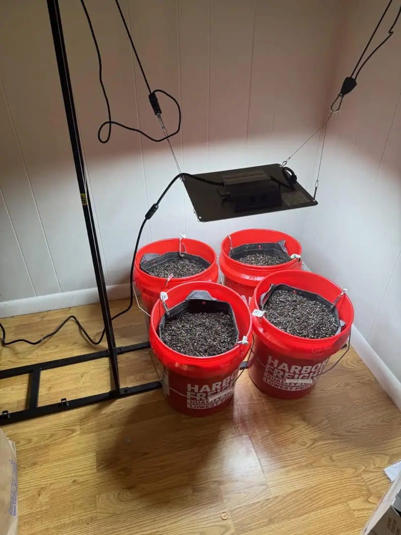 First Grow