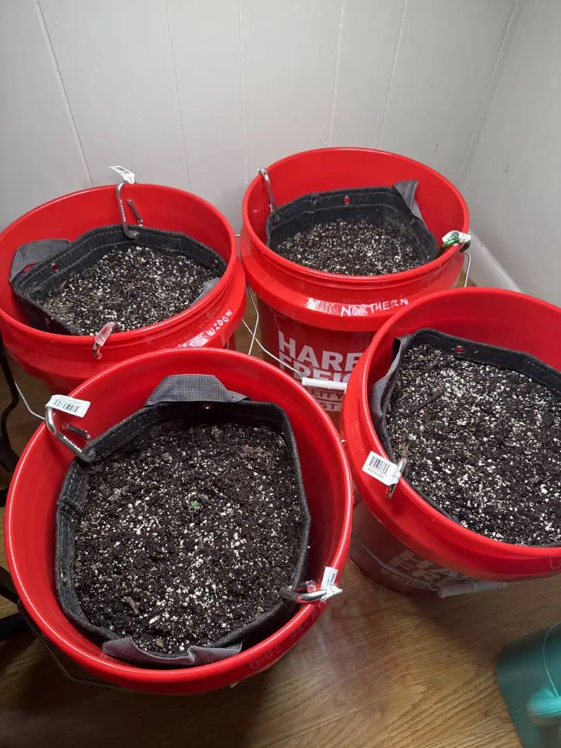 First Grow — seedling_rooting, day 4