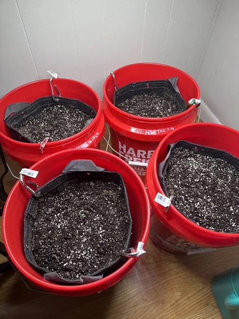 First Grow — seedling_rooting, day 4