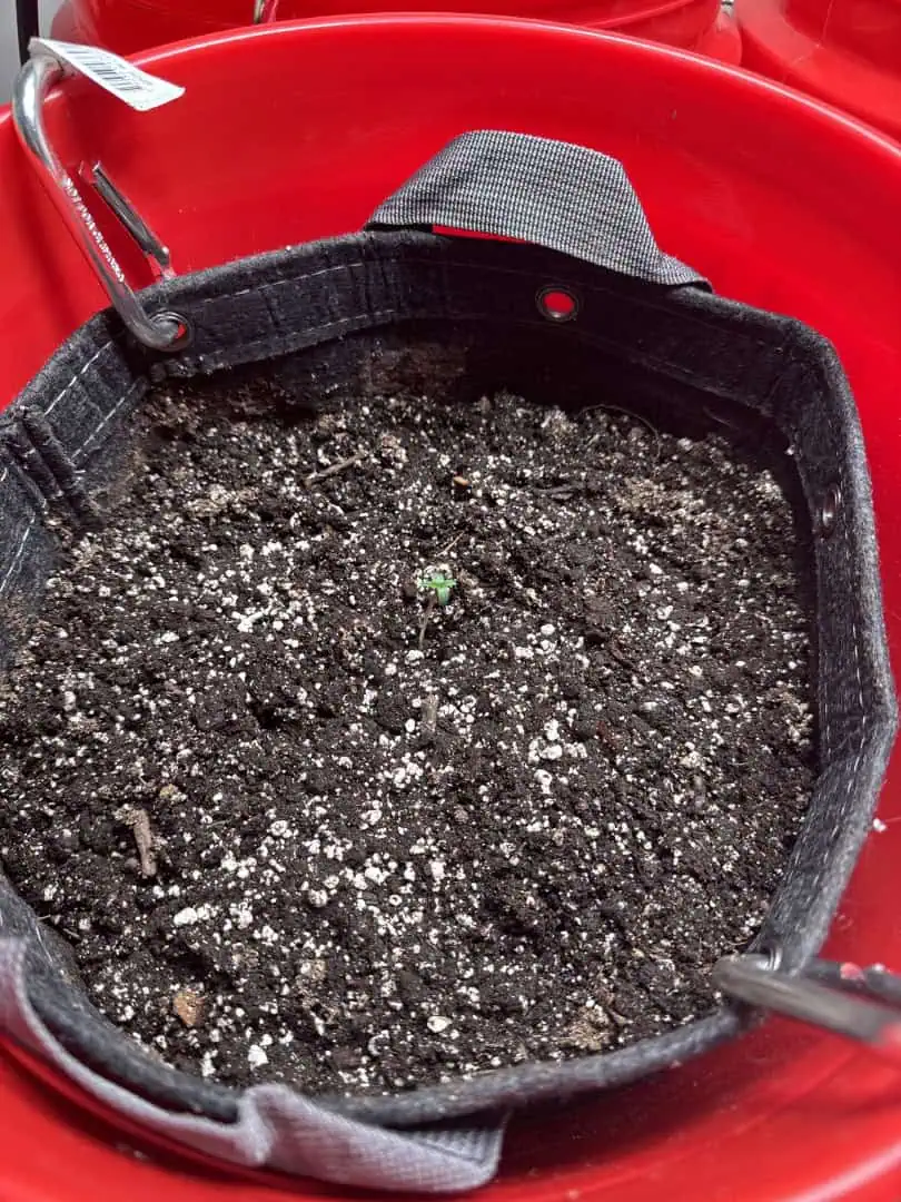 First Grow — seedling_rooting, day 4