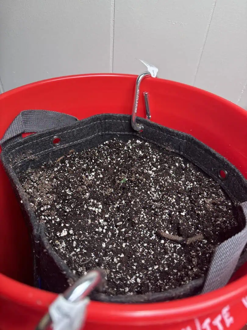 First Grow — seedling_rooting, day 4