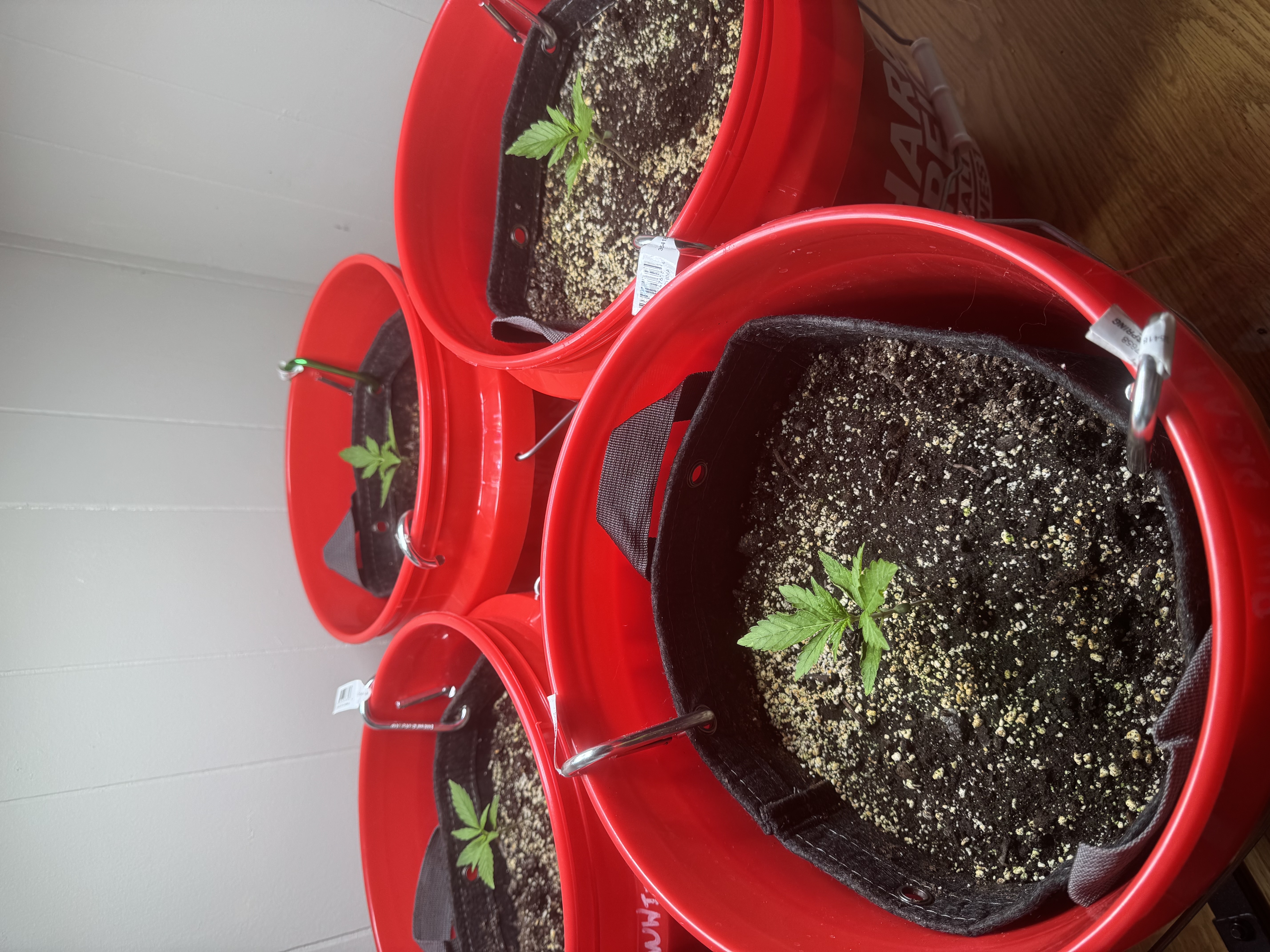 First Grow — seedling_rooting, day 18