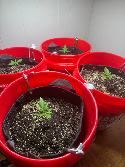 First Grow — seedling_rooting, day 18