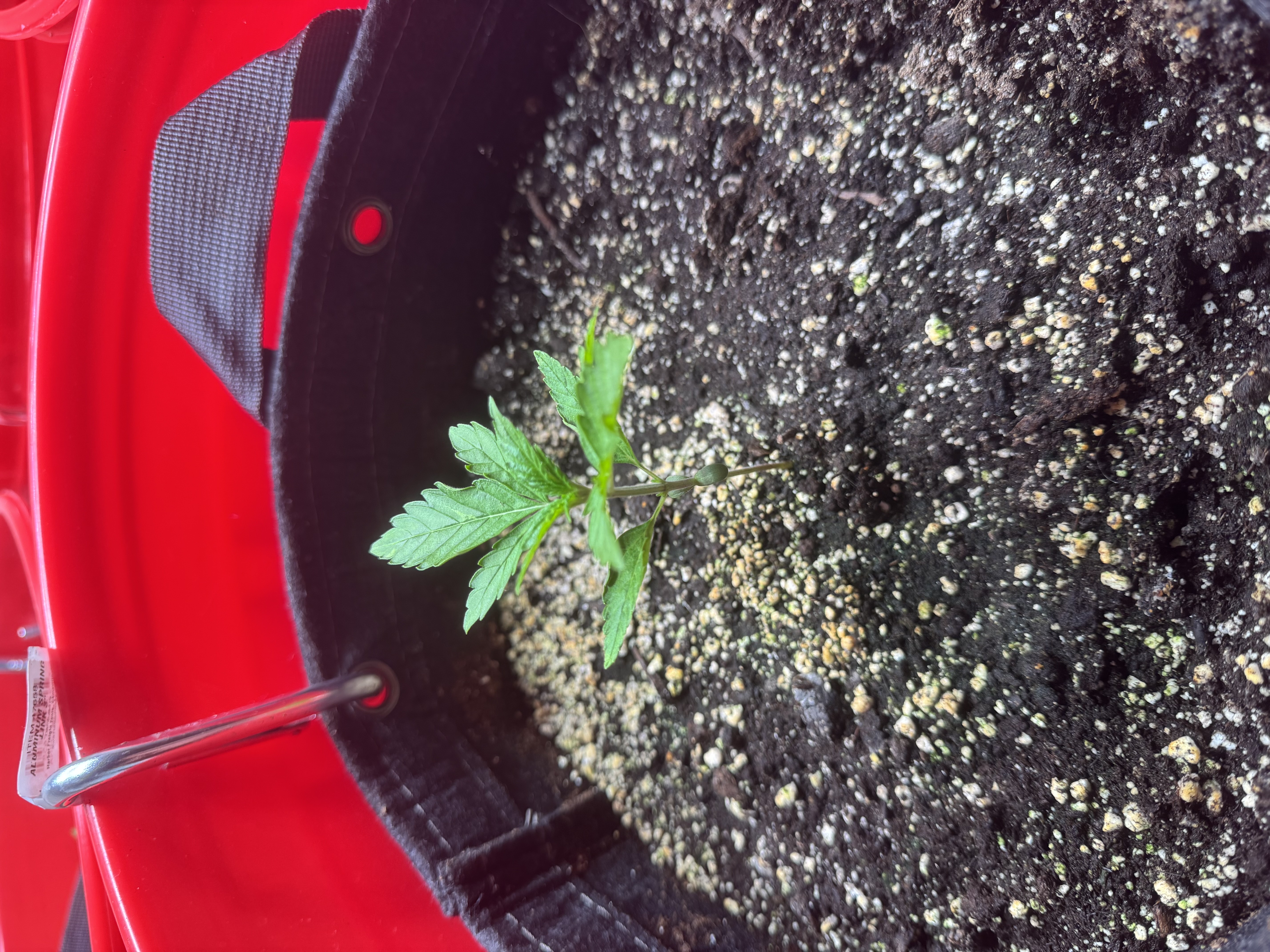 First Grow — seedling_rooting, day 18